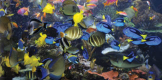 Long Island Aquarium
