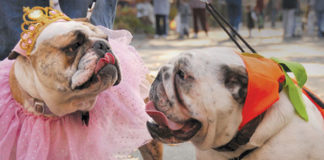 Holly’s Pet Trends