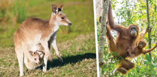 Animal Mothers & Their Babies