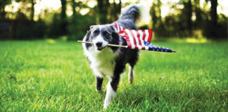 Celebrating Memorial Day With Your Dog