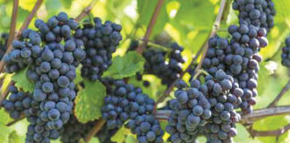 Savory Eats: 7 Long Island Vineyards To Visit