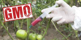 High Performance Organic Agriculture May Spell The End For GMO’s