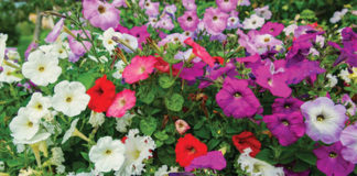 Fall Planting