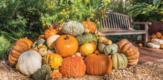 Pumpkin Fun Facts – Oh My Gourd!