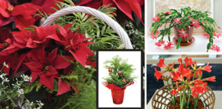 Decking the Halls with 12 Holiday Houseplants!