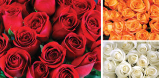 Roses of Many Colors!