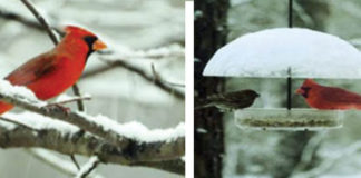 Brrrrrrrrrrrrrrrding In Winter! Dont Forget Our Feathered Friends!