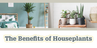 The Benefits of Houseplants