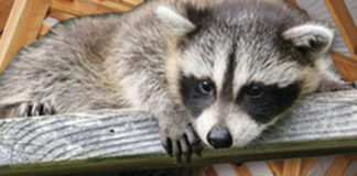 Raccoon Attack