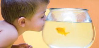 Lovebirds And Other Pets You Can Fall In Love With