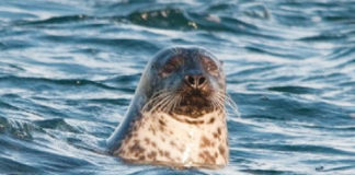 Seal Walks
