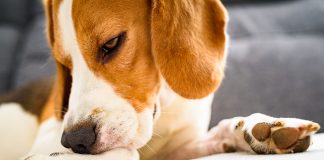 Allergy Season Has Arrived, Understanding Pet Allergies