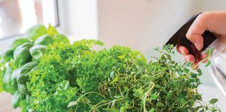 Bringing Outdoor Plants Indoors for the Winter