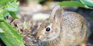 Gardening Questions: Asked & Answered