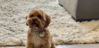 5 Travel Tips for Pet Parents