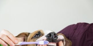 Dr. Rana Tell Me Why… My Dog’s Mouth Has A Foul Smell?