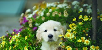 Keeping Pets Safe in the Garden