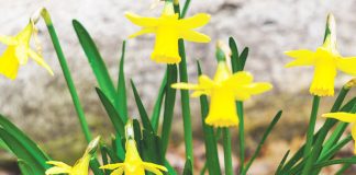 Welcome to Spring !