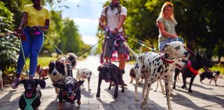 Keep Pets Safe All Summer Long