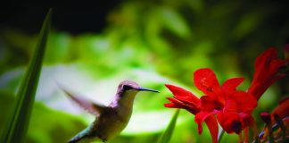 Simple Tips to Attract Hummingbirds to Your Yard