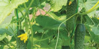 Crop Spotlight: Cucumbers
