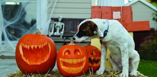 5 Tips to Keep Your Pet Safe this Halloween