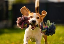 Tips for Maintaining a Healthy Lifestyle for Your Dogs