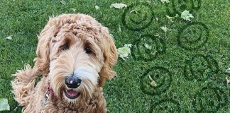 Operation Dog-Friendly Fun Summer