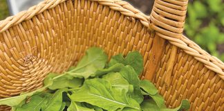 Farm Fresh Food for the Fall