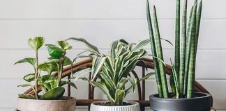 The Benefits of Houseplants