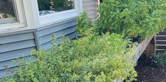 Go Green and Grow an Herb Garden