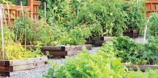 Companion Planting for a Successful Harvest
