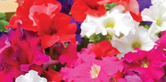 Home & Garden: Jump Start Your Flower Power!