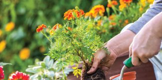 Home & Garden: The Flower Garden’s Big 5