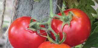 Home & Garden: A July Garden – A Thing of Beauty