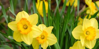 Home & Garden: Spring into action