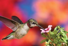 Home & Garden: Earth Day