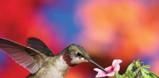Home & Garden: Earth Day